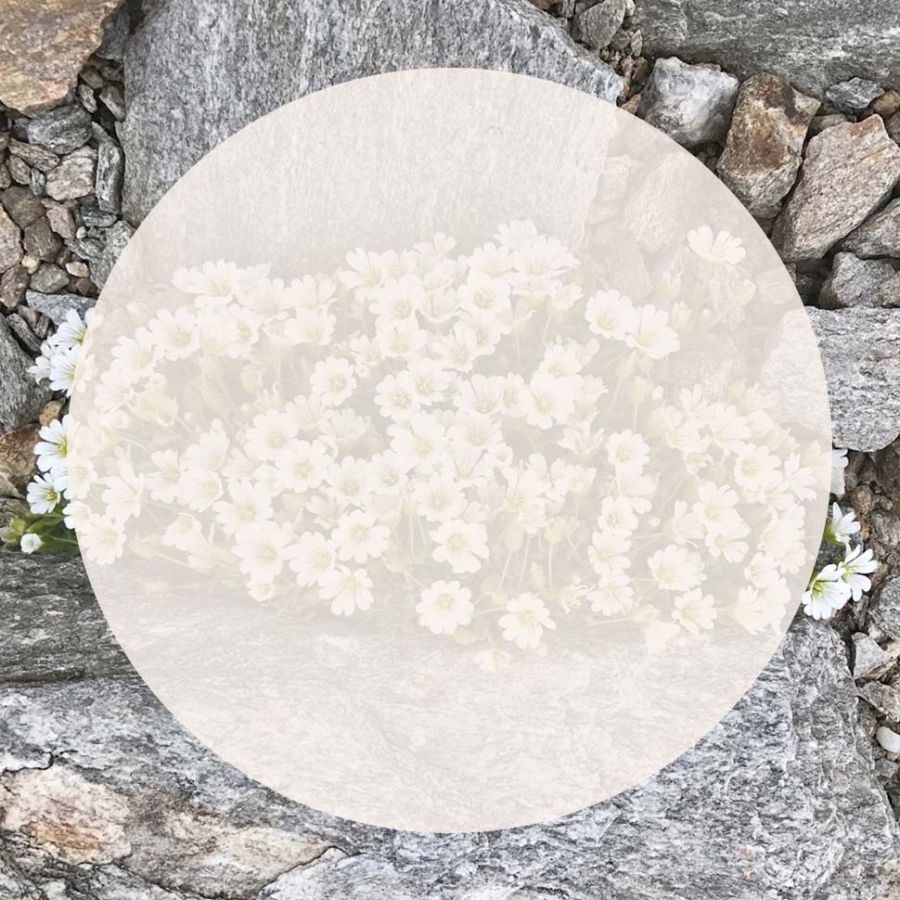 Felsen mit Blumen - Wenn Krebs Körper und Seele erschüttert: Psychoonkologie mit Dr. Sabine Tschugguel - in 1010 und 1190 Wien